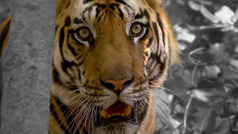 Tiger in the Jungle