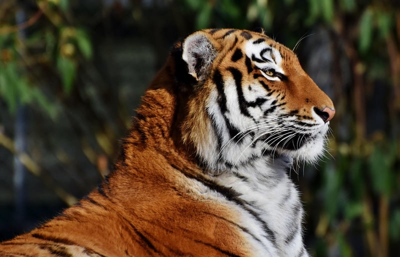 Tiger Photography